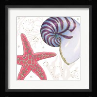 Shimmering Shells II Framed Print