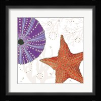 Shimmering Shells III Framed Print