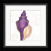 Shimmering Shells IX Framed Print