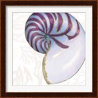 Shimmering Shells VI Fine Art Print