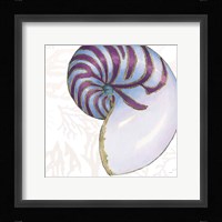 Shimmering Shells VI Framed Print