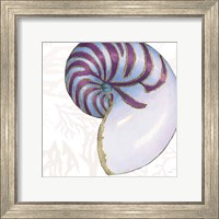Shimmering Shells VI Fine Art Print