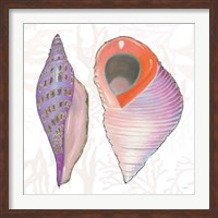 Shimmering Shells X Fine Art Print