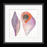 Shimmering Shells X Framed Print