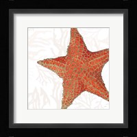 Shimmering Shells XIII Fine Art Print