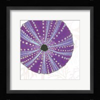 Shimmering Shells XIV Framed Print