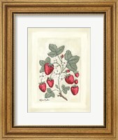 Sweet Summer Strawberries I Fine Art Print