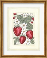 Sweet Summer Strawberries II Fine Art Print