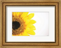 Sunflower Close-up Fine Art Print