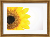Sunflower Close-up Fine Art Print