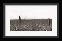 Country Field Fine Art Print