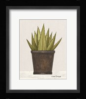 Potted Aloe Vera Framed Print