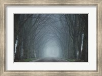 The Old Beeches Fine Art Print