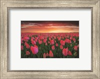 Tulip Field Sunset Fine Art Print