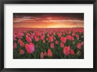 Tulip Field Sunset Fine Art Print