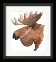 Moose Fine Art Print