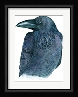 Raven Fine Art Print