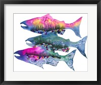 Salmon Season Framed Print