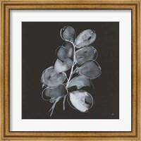 White Eucalyptus II Fine Art Print
