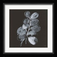 White Eucalyptus II Fine Art Print