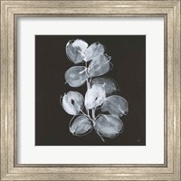 White Eucalyptus I Fine Art Print