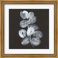 White Eucalyptus I Fine Art Print