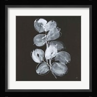 White Eucalyptus I Fine Art Print