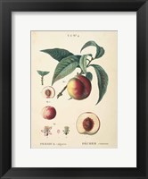 Peaches II Fine Art Print