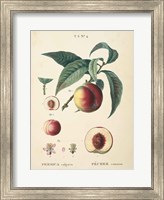 Peaches II Fine Art Print