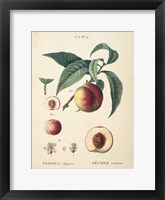 Peaches II Framed Print
