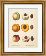 Peaches I Fine Art Print