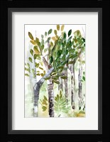 Birch Forest I Framed Print