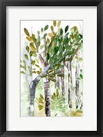 Birch Forest I Framed Print