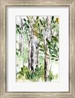 Birch Forest II Fine Art Print