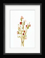 Golden Pink Blossoms Fine Art Print