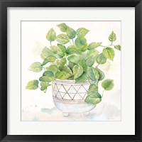 Houseplant I-Philodendron Framed Print
