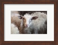 Sheep's Flock Fine Art Print