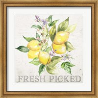 Lemon Grove III Fine Art Print