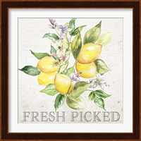 Lemon Grove III Fine Art Print