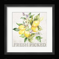 Lemon Grove III Framed Print