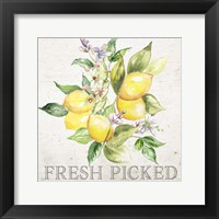Lemon Grove III Framed Print