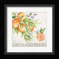 Lemon Grove IV Framed Print