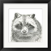 Watercolor Pencil Forest VI-Raccoon Fine Art Print