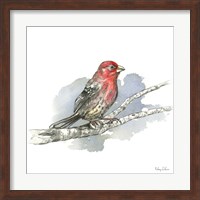 Birds & Branches IV-House Finch Fine Art Print