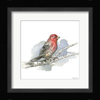 Birds & Branches IV-House Finch Framed Print