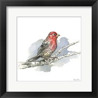Birds & Branches IV-House Finch Framed Print