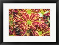 Floral Pop VI Framed Print