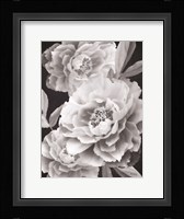 Black and White Peonies Fine Art Print
