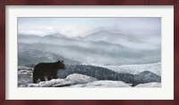 Cascade Mountain Bear Fine Art Print