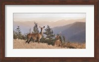 Cascade Mountain Deer Fine Art Print